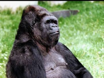 La gorila Koko en una imagen de archivo.