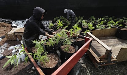 Trabajadores de una compañía productora de marihuana en Shelton, en el Estado de Washington, el pasado 12 de abril