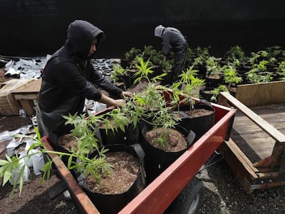 Trabajadores de una compañía productora de marihuana en Shelton, en el Estado de Washington, el pasado 12 de abril