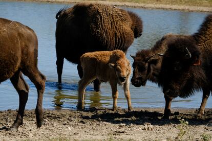 Una cría de bisonte se hidrata con su manada en Bull Hollow, Oklahoma