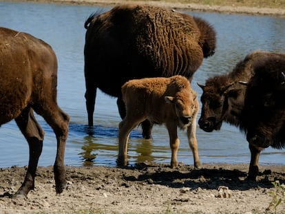 Una cría de bisonte se hidrata con su manada en Bull Hollow, Oklahoma