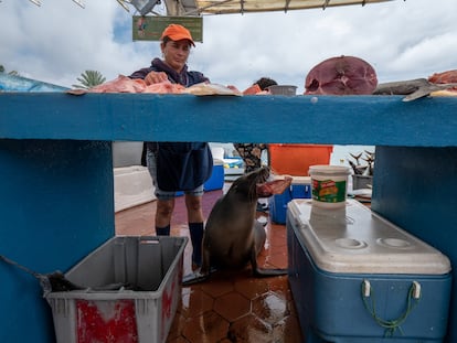 Un león marino en uno de los puestos del mercado de pescado en Puerto Ayora, en la isla de Santa Cruz (Galápagos).