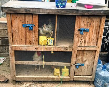 Gallinero que Viola Andesia ha habilitado en su patio trasero de su casa de Nairobi, en Kenia