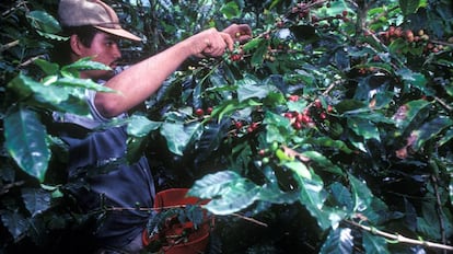 Un hombre recolecta café en Colombia.