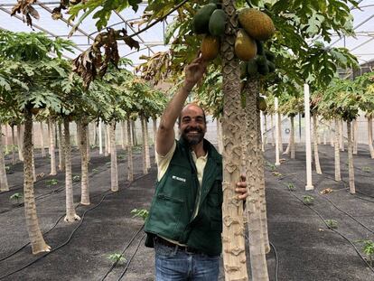 PACO FABELO, GERENTE DE FINCA DE UGA, EN UNA EXPLOTACIÓN DE PAPAYAS / CAPEL