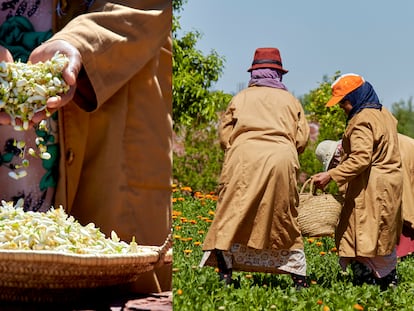 Las mujeres de la comunidad de los jardines de Ourika recolectan las flores en su punto óptimo para ser utilizadas en la creación de cosméticos. Este oasis se sitúa a pocos kilómetros del Atlas, a una hora y media de viaje desde Marraquech.