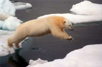 El oso polar es el tercer carn&iacute;voro m&aacute;s peligroso del mundo.