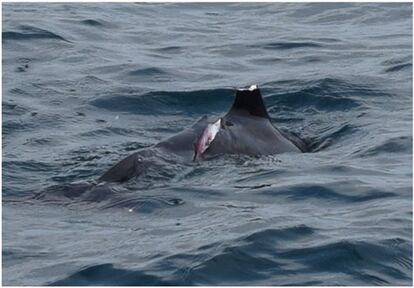 Mutilación y heridas causadas a un delfín.