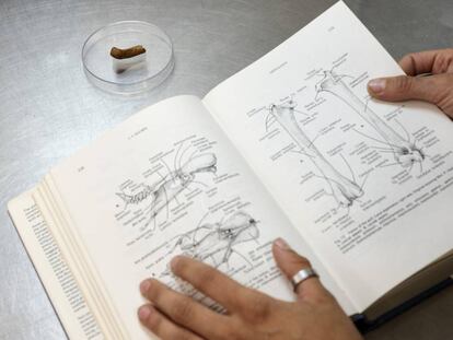 Resto ósseo de ave com marcas de cortes neandertais encontrado nas jazidas de Gibraltar, agora no Museu de Gibraltar.