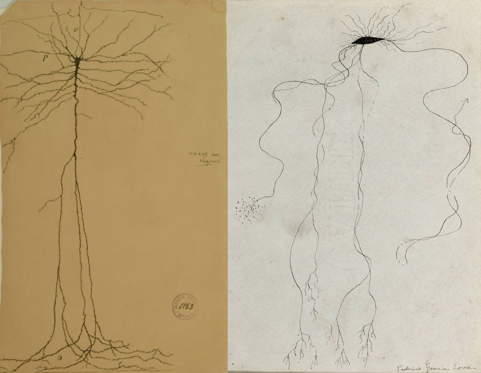Una neurona dibujada por Cajal en 1899 (izquierda) y una obra de Federico García Lorca de 1927.