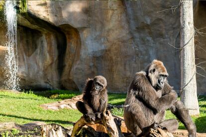 'Cala', la cría de chimpancé nacida en Valencia, ha cumplido cuatro meses.