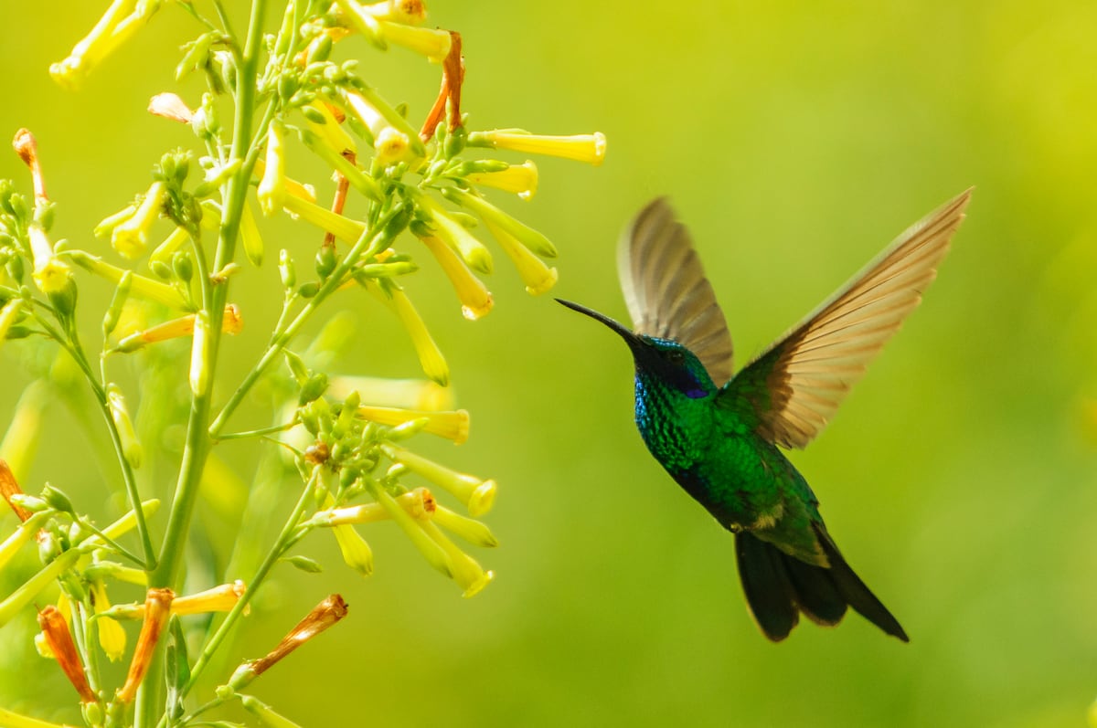 Today’s birds are up to 72% smaller than those of 80 years ago in Indigenous territories