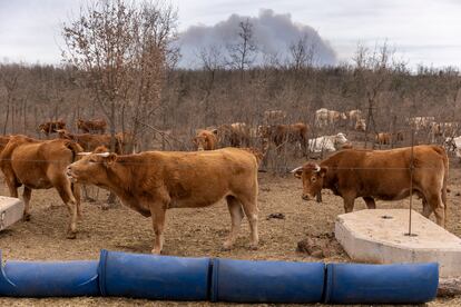 Vacas en el término de San Agustín, con la columna de humo del frente de Villanueva de Viver.