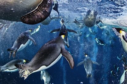 Seguro que el fotógrafo Paul Nicklen pasó muchas horas bajo las frías aguas de la Antártida para captar el momento justo en el que los pingüinos emperadores bucean en el mar de Ross. Todos ellos comparten la misma vía de salida a la superficie: un agujero en el hielo que cubre esta bahía del Polo Sur. El emperador, el mayor de los pingüinos, recurre a técnicas colaborativas para vivir en un entorno tan hostil.