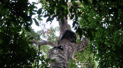 The image is one of the rare occasions when chimpanzees have been photographed eating bark and resin from the 'Khaya anthotheca' tree. They contain active ingredients effective against several bacteria and protozoa, such as the cause of malaria.