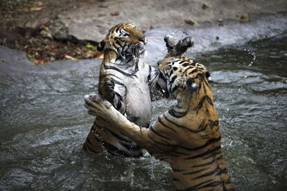 Dos tigres de bengala juegan en una piscina en el Zoo de Nehru en Hyderabad (India). 21 de marzo de 2013.