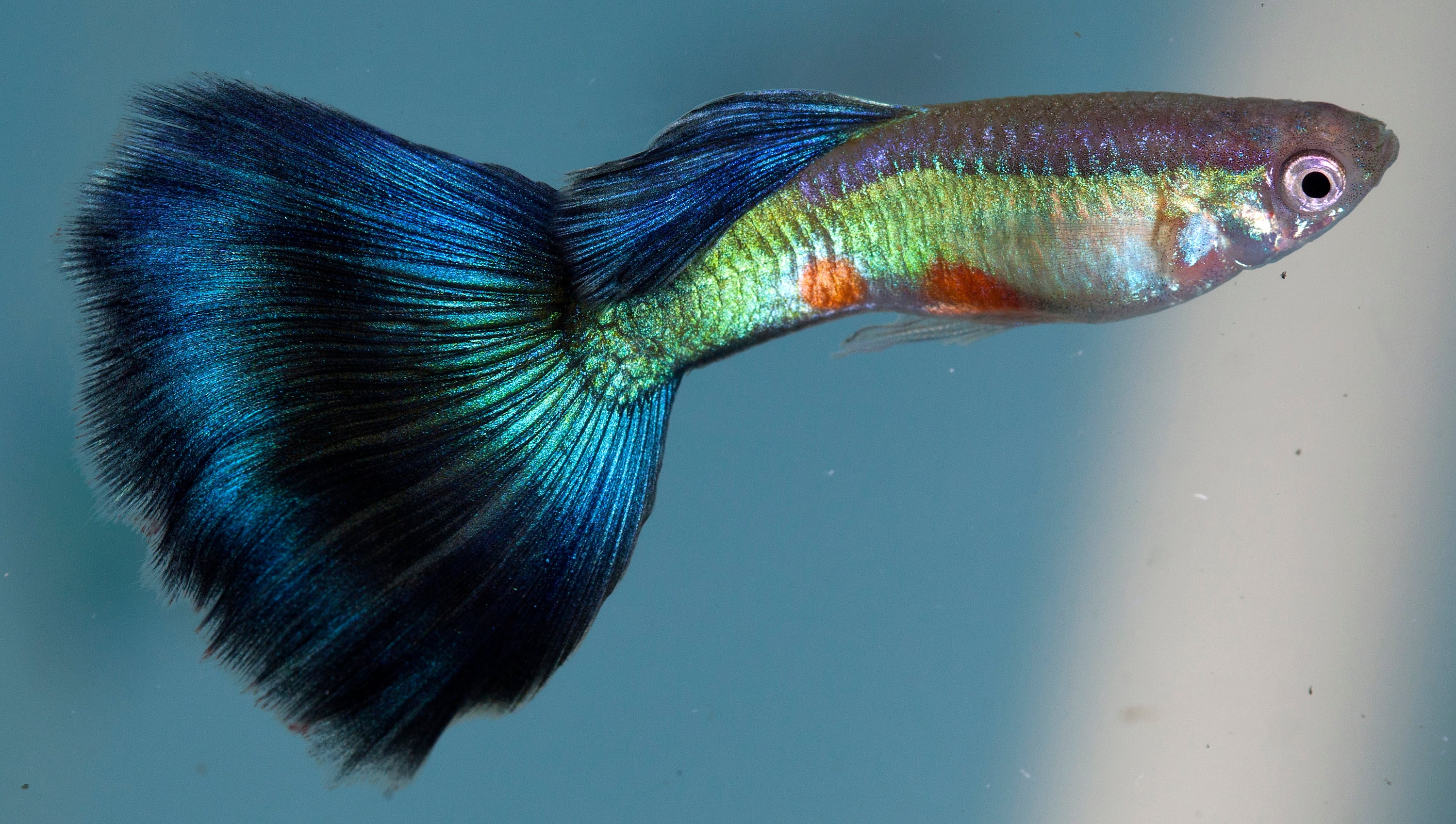 Un guppy macho en un acuario en Virginia (EE UU), en febrero de 2012.