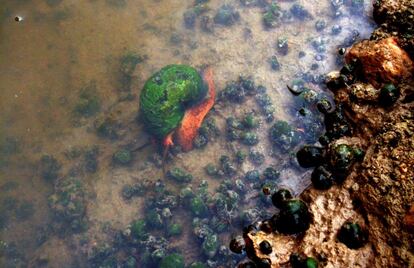 En la foto se muestra una plaga de 'ampullariidae' o caracol manzana. El Ministerio de Medio Ambiente cree que el escape en un criadero cercano al Delta del Ebro puede ser la causa de su propagación. Hay riesgo de que colonice otras áreas arroceras, lo que supone grandes pérdidas económicas, debido al uso de maquinaria de cultivos que haya estado en contacto con un ejemplar. Animales de gran prolificidad —con puestas de hasta 800 huevos—, voracidad y resistencia a condiciones adversas —soporta los 0º de temperatura—. Es capaz de causar meningitis a los humanos si se consume sin haberlo cocinado correctamente. Está considerado una de las 100 especies más dañinas del mundo por la Unidad Internacional de Conservación de la Naturaleza.