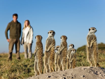 Turistas y suricatas se observan mutuamente cerca de una de las salinas de Botsuana.