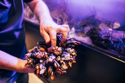 Deben ser tersos, tener brillo y un tamaño proporcionado, aseguran los expertos que han participado en primer Campeonato del Mundo del Percebe, en Cedeira (A Coruña).