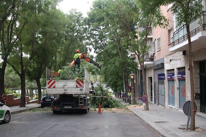 Operarios siegan árboles en la calle San Alejandro, en Arganzuela, en una imagen de junio de 2016 y cedida por Mariano Gómez.