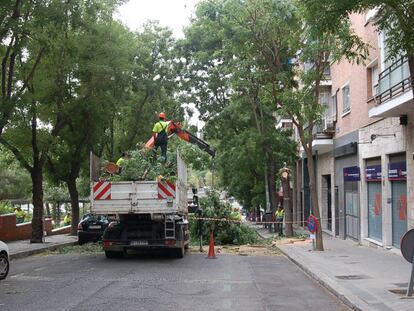 Operarios siegan árboles en la calle San Alejandro, en Arganzuela, en una imagen de junio de 2016 y cedida por Mariano Gómez.