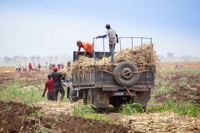 Trabajadores de la caña de azúcar cosechando un campo en Jiquilisco, El Salvador.
