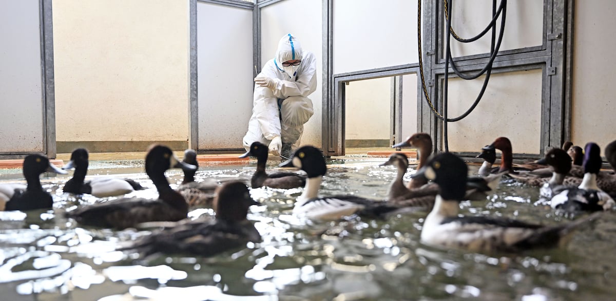 Las migraciones de aves silvestres por el frío incrementan los casos de gripe aviar en Europa | Sociedad