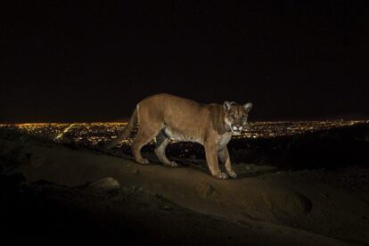 El primer premio en la categoría Naturaleza ha sido para esta fotografía realizada por el estadounidense Steve Winter, para National Geographic. Esta fotografía muestra a un puma en el parque Griffith de Los Ángeles (Estados Unidos). Para llegar hasta el parque, que ha sido el hogar de este puma durante los últimos dos años, el animal tuvo que cruzar una de las autopistas con mayor tráfico de Estados Unidos.