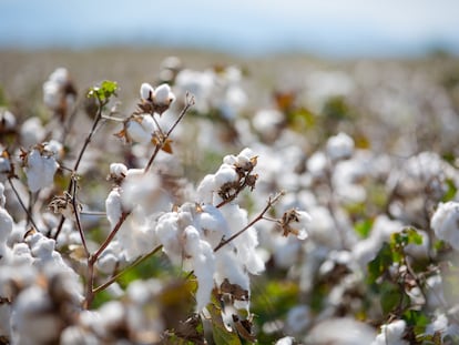 Una plantación de algodón.