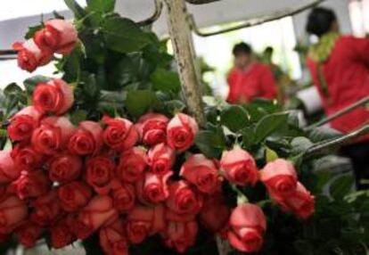 Fotografía que muestra varias rosas en un cultivo de flores en Cota (Colombia). EFE/Archivo