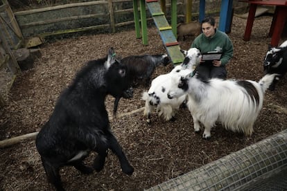 Una cuidadora del zoo intenta hacer recuento de cabras enanas africanas en su recinto durante el registro anual.