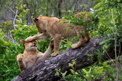 Lion cubs play in a tree in the Sabi Sands nature reserve, adjacent to South Africa's Kruger Park.