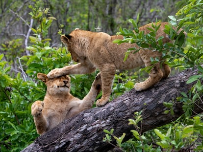 Lion cubs play in a tree in the Sabi Sands nature reserve, adjacent to South Africa's Kruger Park.