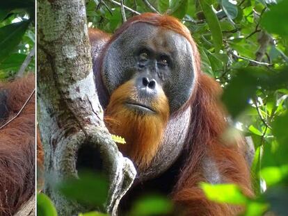 Orangután herido
