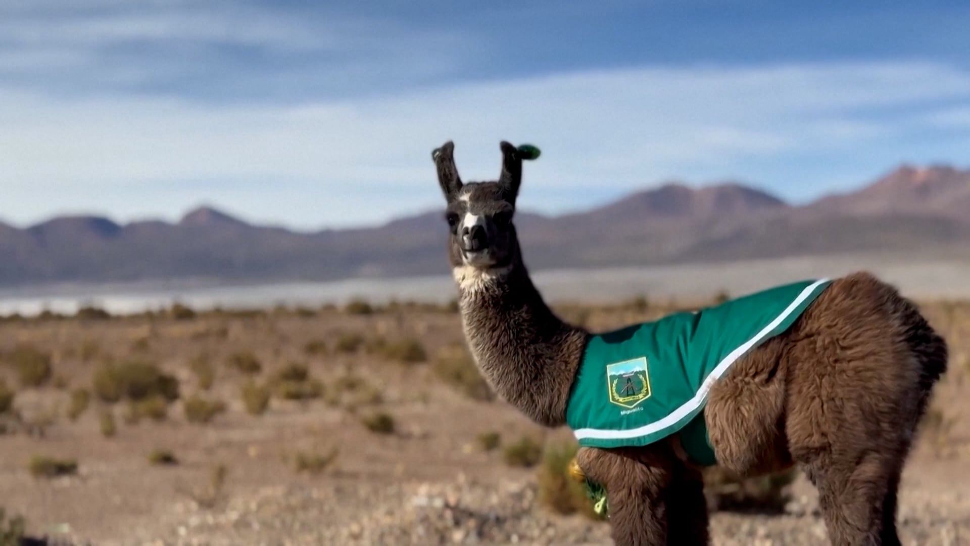 Una llama adoptada por los carabineros en Chile se hace viral