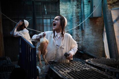 Un niño judío ultraortodoxo vende un pollo para ser utilizado en la ceremonia de Kaparot, en Jerusalén (Israel).