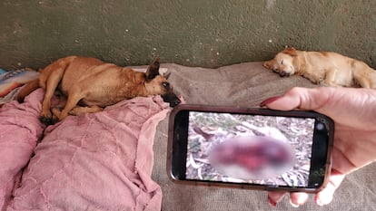 Aurea Magaña muestra una foto de un perro descuartizado en su celular.