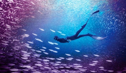 Imagen generada con las aplicaciones Adobe Photoshop y Premiere Elements 2026