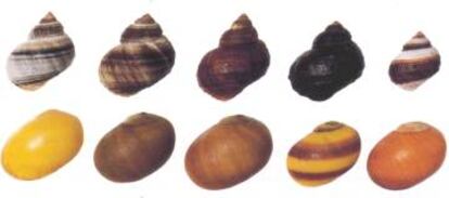 Variación natural en dos especies de caracoles marinos. Fila superior: 'Littorina sitkana'. Fila inferior: 'Littorina obtusata'.