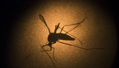 Mosquito &quot;Aedes aegypti&quot;, causante del zika, el dengue y la chikungunya 