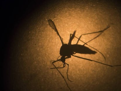 Mosquito &quot;Aedes aegypti&quot;, causante del zika, el dengue y la chikungunya 