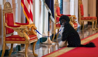 Imagen de 2010: Bo, el perro de los Obama, espera en la Casa Blanca afuera de un evento de la primera dama Michelle Obama.