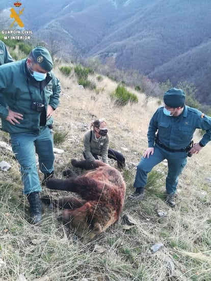 Imagen de la osa abatida este domingo de un disparo en Fuentes Carrionas (Palencia) distribuida por la Guardia Civil.