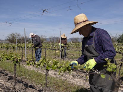 Trabajadores podan vides en un viñedo en Maule, Chile.