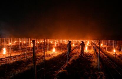 Los viticultores supervisan la quema de velas antiheladas que se encienden por las bajas temperaturas, entre las vides en un viñedo de Weinboehla (Alemania).