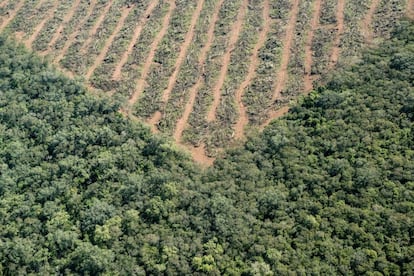 La tala acaba con especies que superan los 40 años de vida.