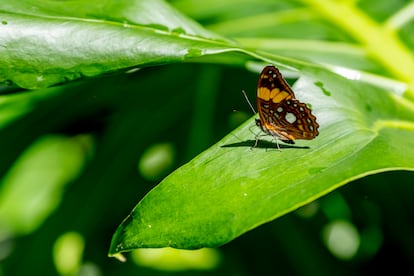 Por la casa de Juan Guillermo pasa la quebrada La Cueca, haciéndolo un lugar ideal para que vivan mariposas.