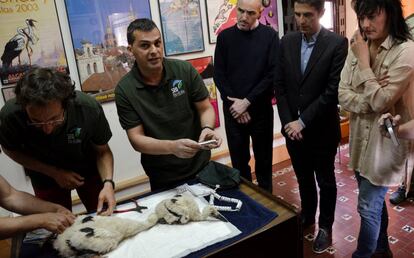 Anillado de dos crías de cigüeña en Alcalá de Henares.