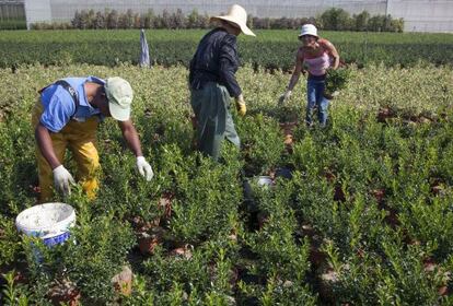 Tres empleados de la comercializadora de plantas Coplant en Tomiño.